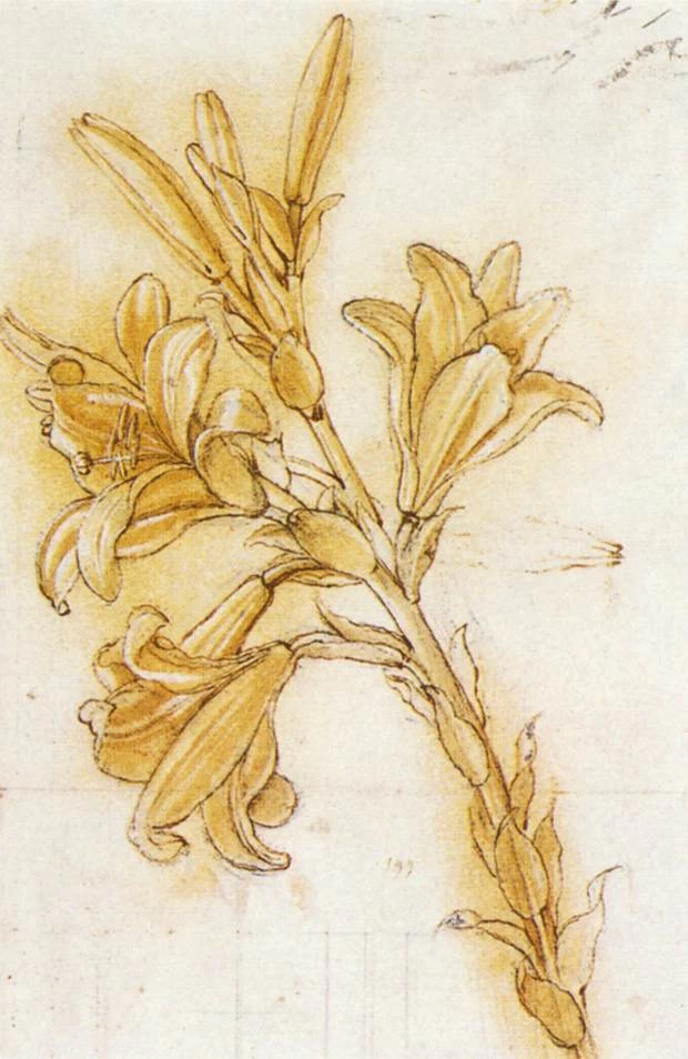 191-Lily (detail)